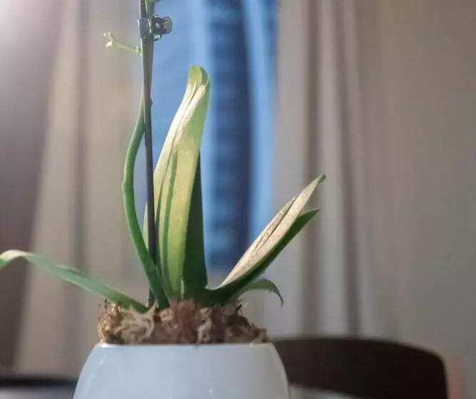 Paseo La Galería Hotel & Suites