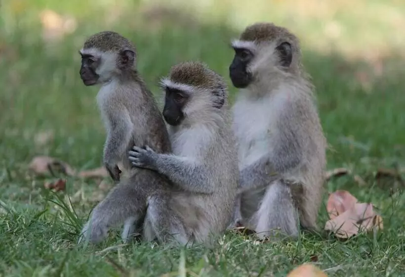 Lomakeskus Saffron Beach Bistro & Cottages