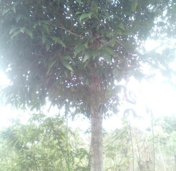 הוסטל Hospedaje Franco Peruano El Tambito