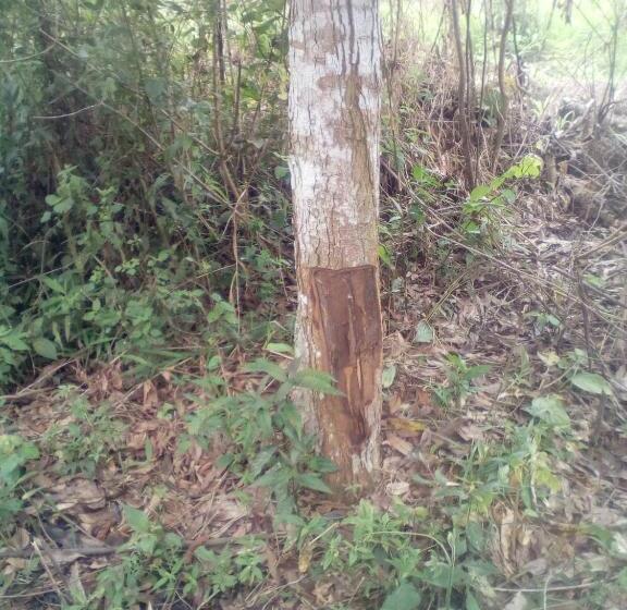 הוסטל Hospedaje Franco Peruano El Tambito