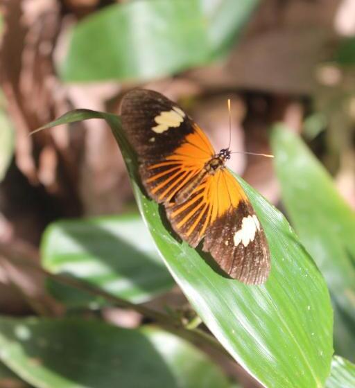 הוסטל Hospedaje Franco Peruano El Tambito