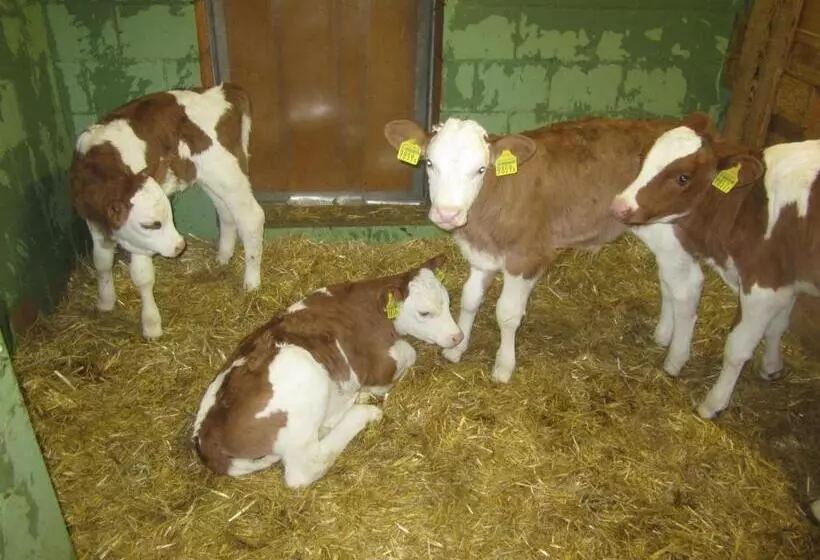 Aamiaismajoitus (B&B) Gässlihof