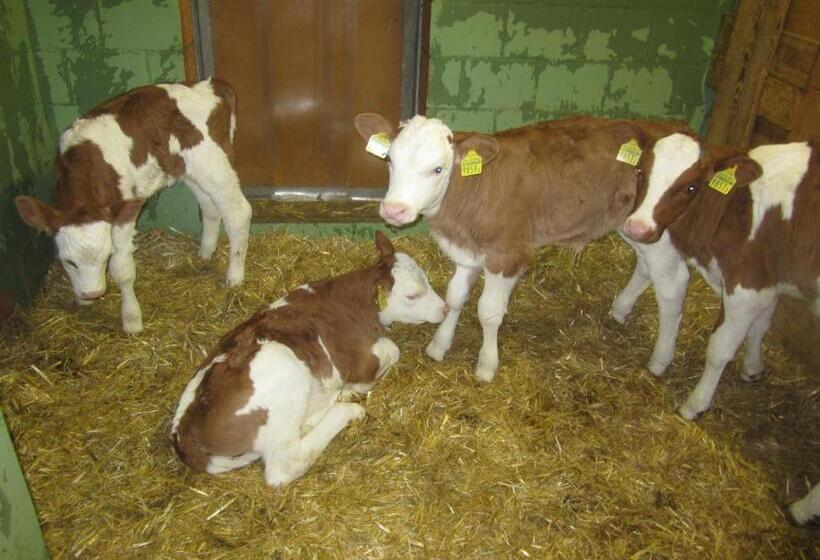 Bed and Breakfast Gässlihof