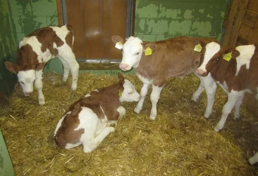 Aamiaismajoitus (B&B) Gässlihof