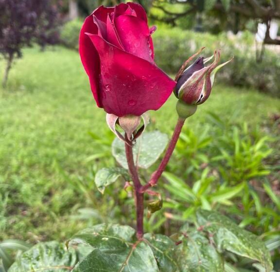 ベッドアンドブレックファースト La Dimora Gigante