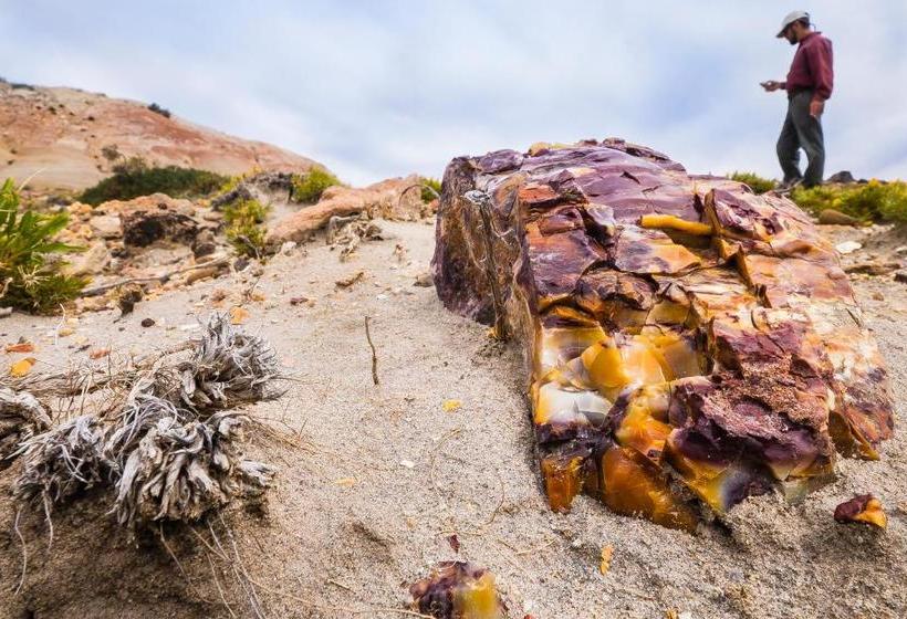 Hotel Bahia Bustamante Lodge