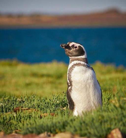 Hotel Bahia Bustamante Lodge