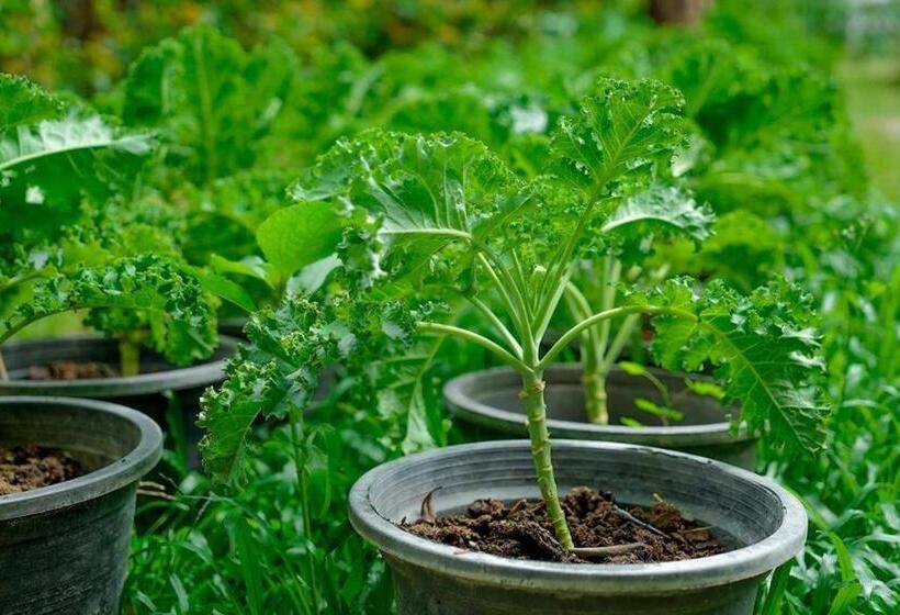 Valley Garden Resort