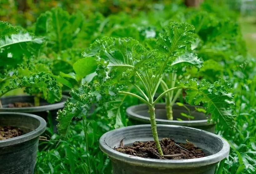 Valley Garden Resort