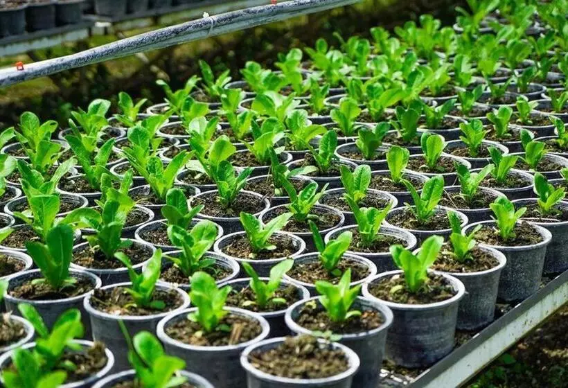 Valley Garden Resort