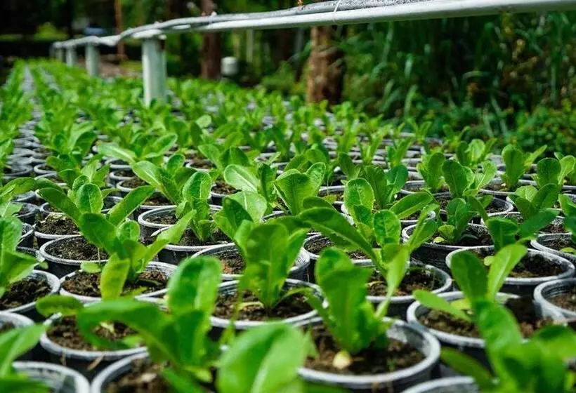 Valley Garden Resort