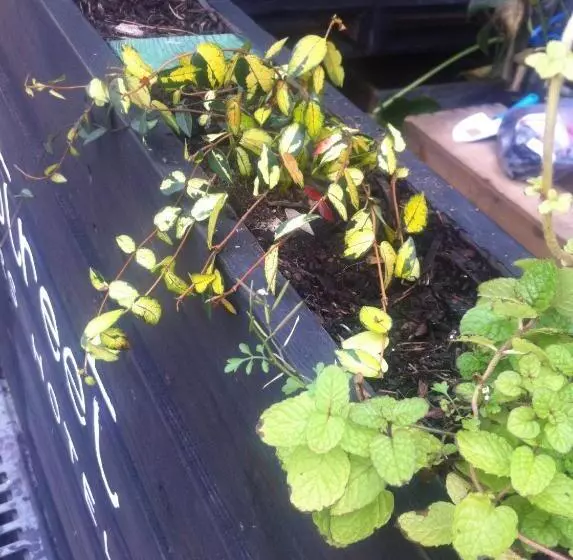 Music Uni Street Backpacker S Hostel