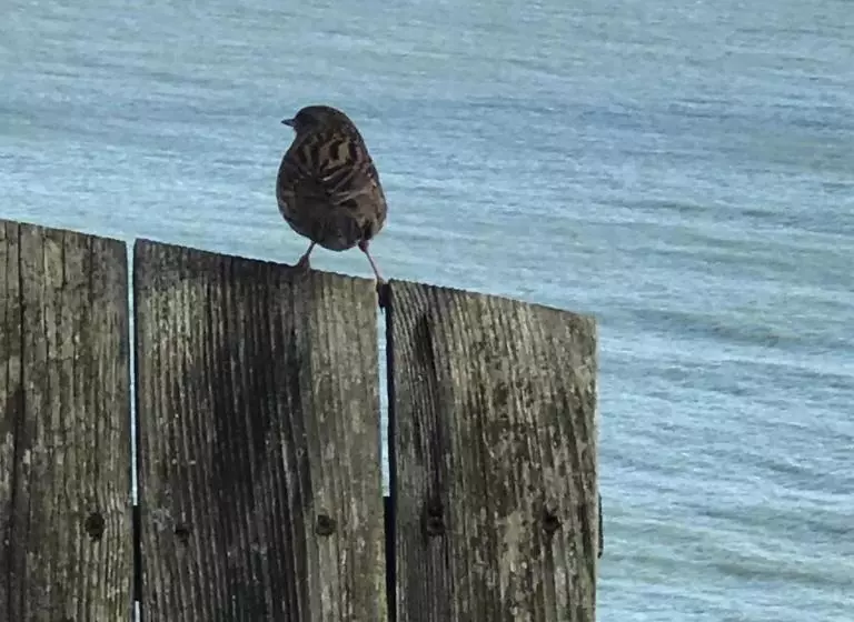 Aamiaismajoitus (B&B) Number 29  Only Adults