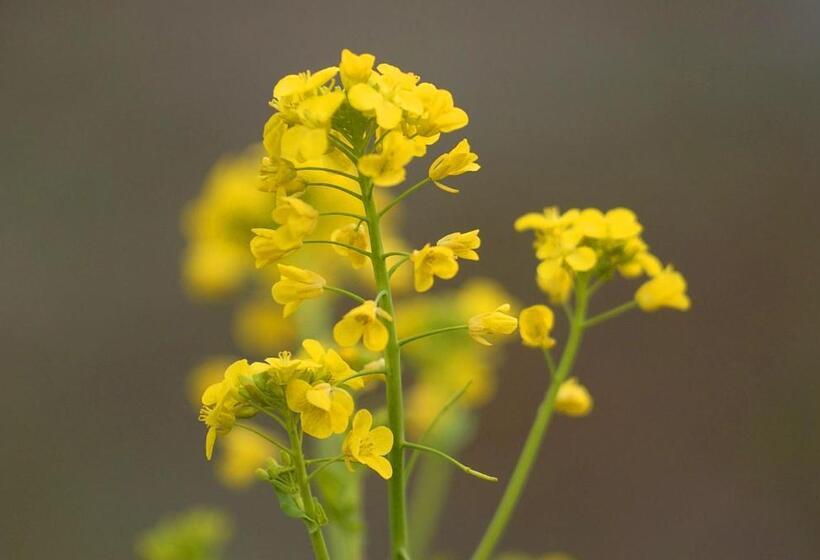 Sagayamato Onsen Hotel Amandi