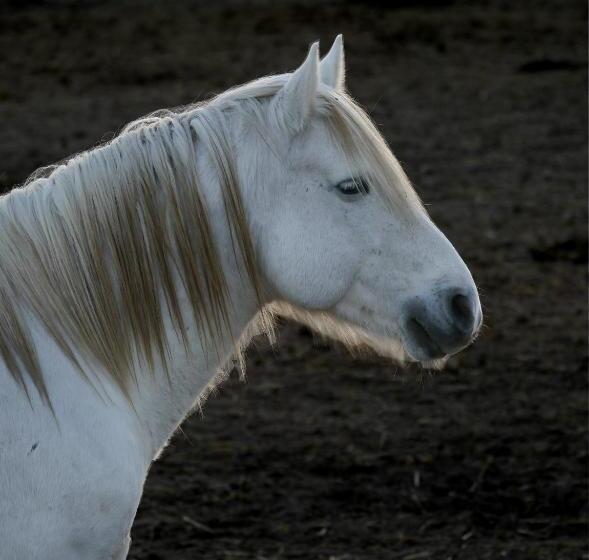 Общежитие Auberge De La Fadaise