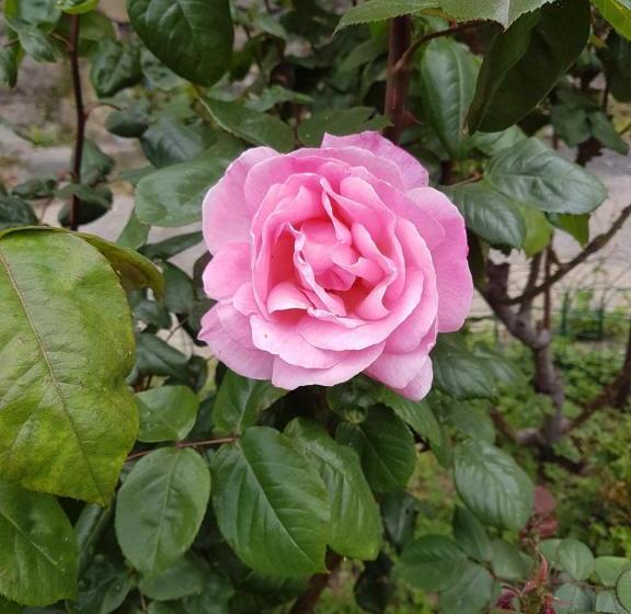 Отель Brezza Marina