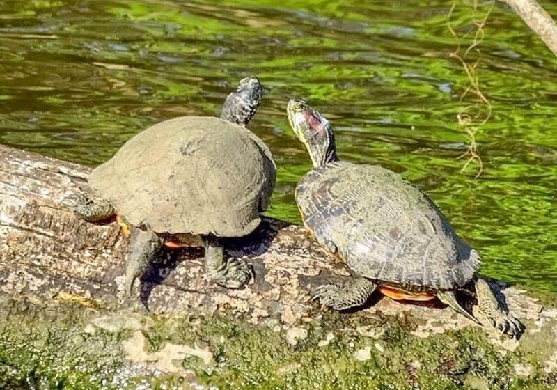 بنسيون Royal Barracks Guest House