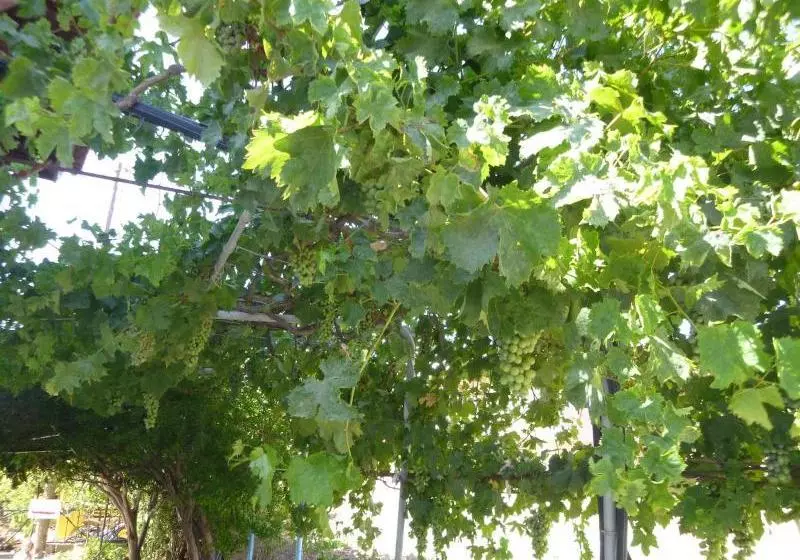 Hotelli Stavros Apartments