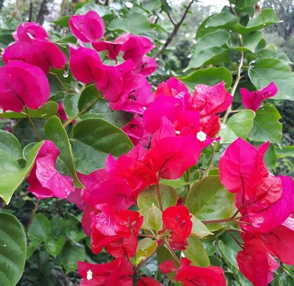 استراحتگاه Samasati Retreat And Rainforest Sanctuary