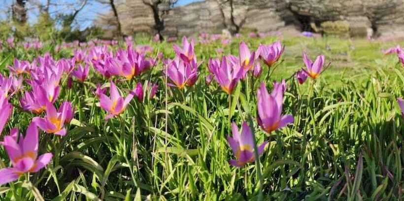 فندق Neos Omalos