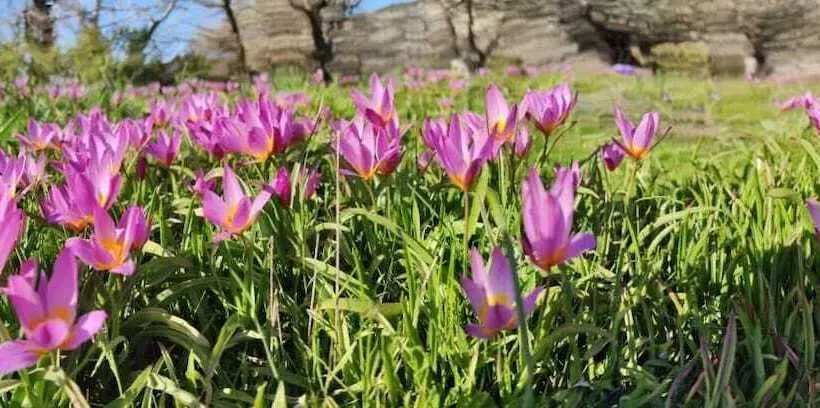 ホテル Neos Omalos