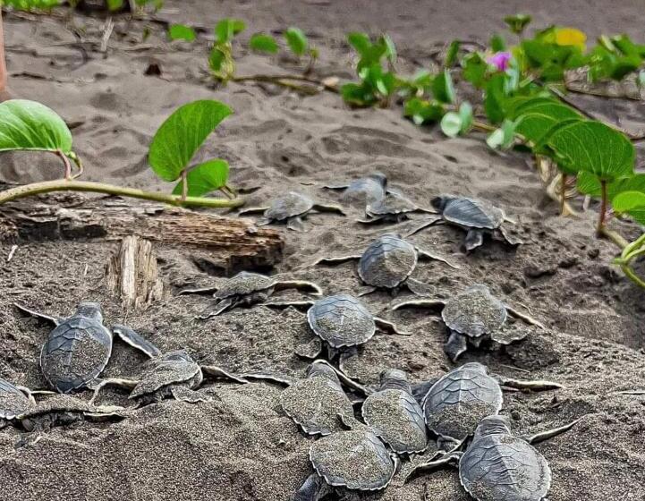 هتل Green Macaw Hostel