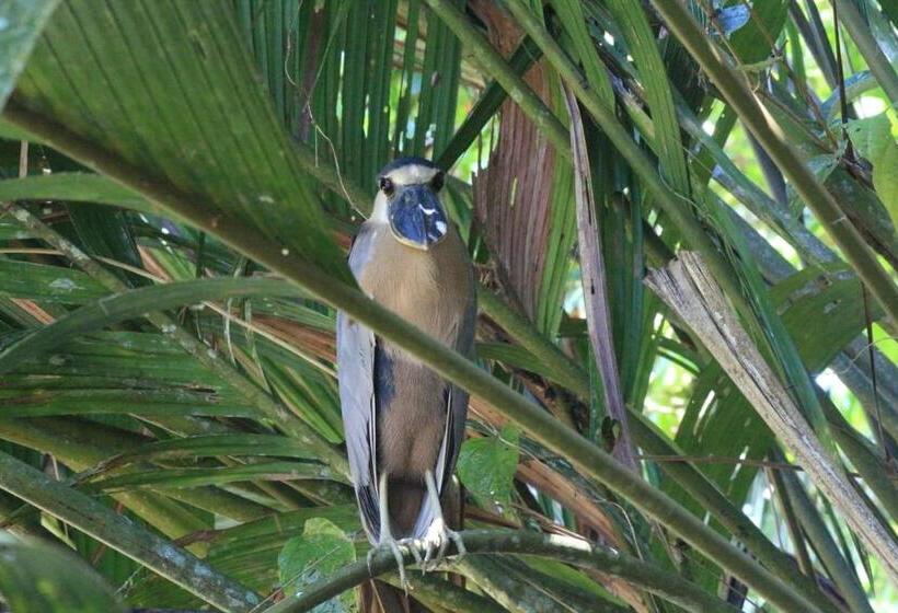 هتل Green Macaw Hostel
