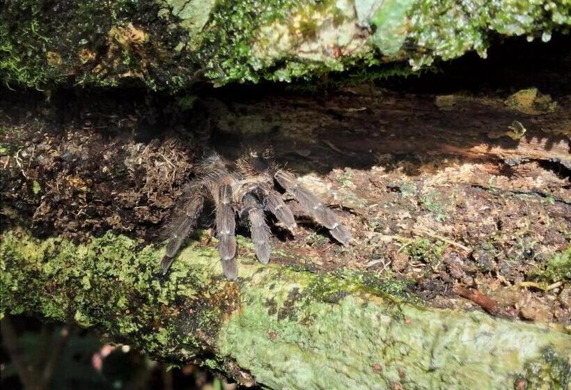 هتل Green Macaw Hostel