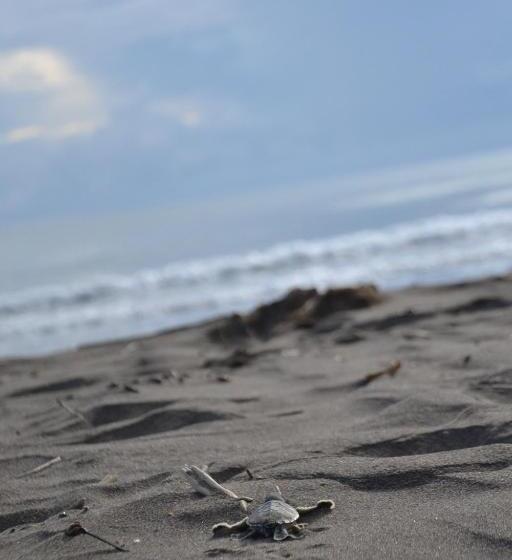 هتل Green Macaw Hostel