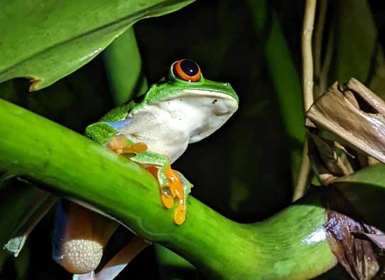 هتل Green Macaw Hostel