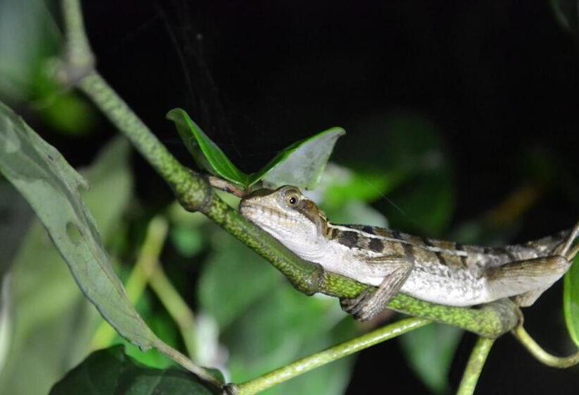 هتل Green Macaw Hostel