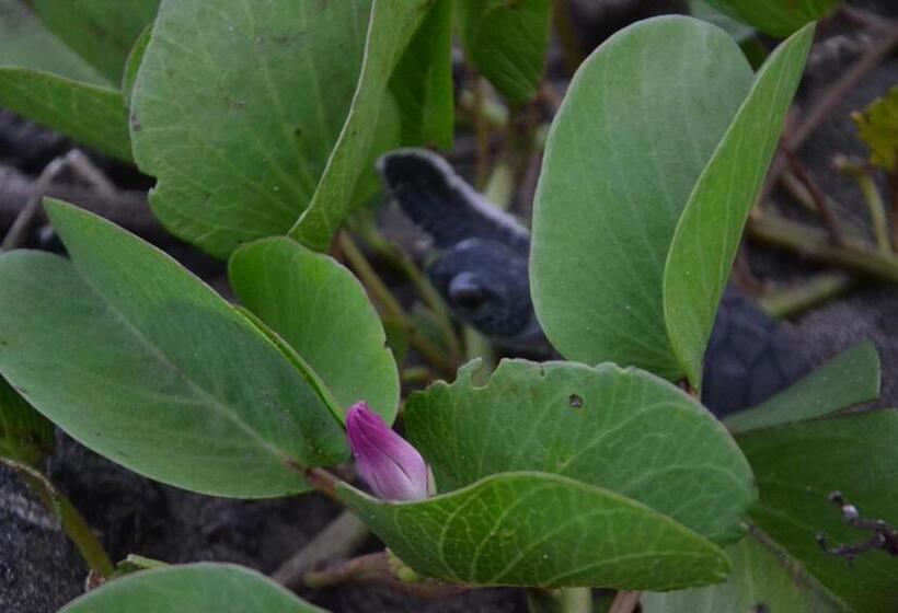 هتل Green Macaw Hostel