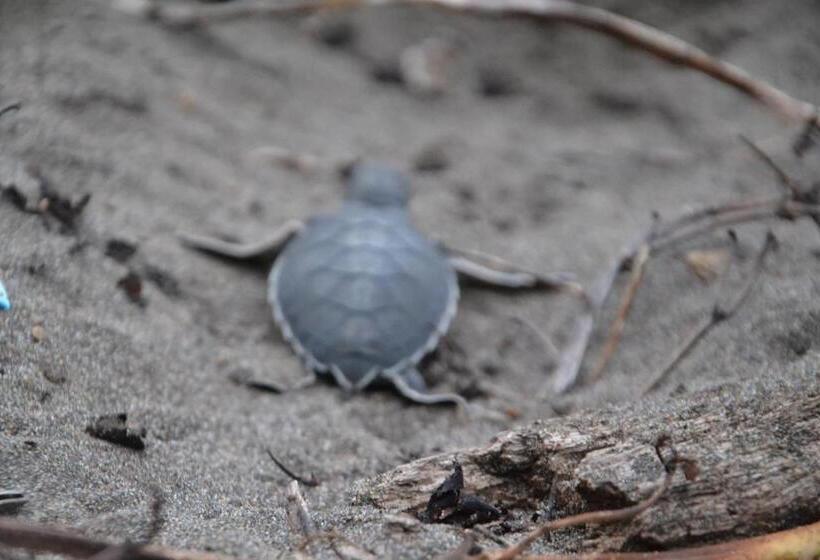 هتل Green Macaw Hostel