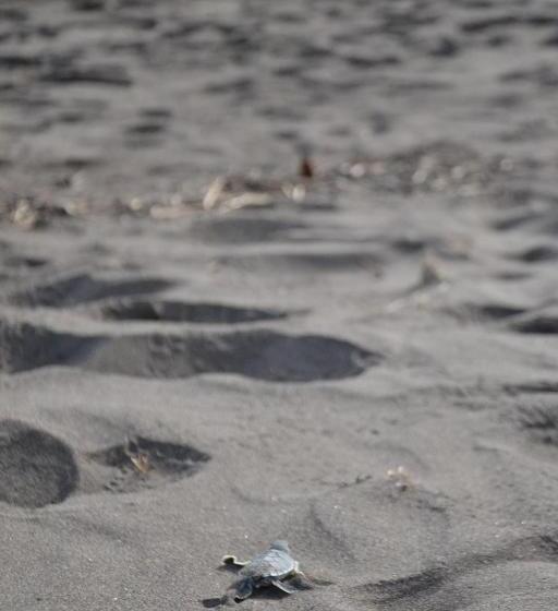 هتل Green Macaw Hostel