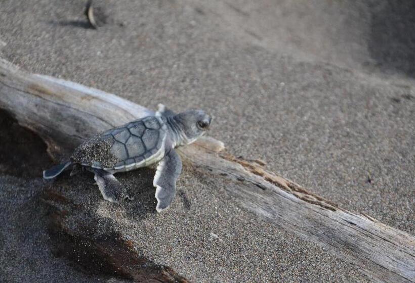 هتل Green Macaw Hostel