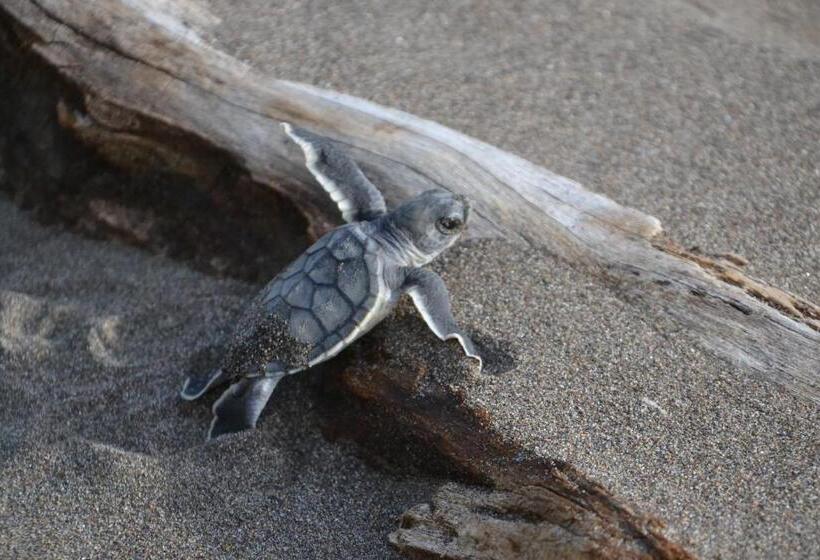 هتل Green Macaw Hostel