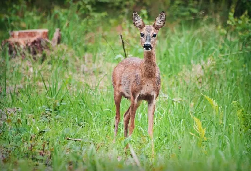 ホテル & Apartments Strandidyll
