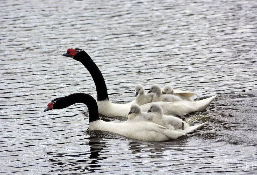 تختخواب و صبحانه Green Hostel