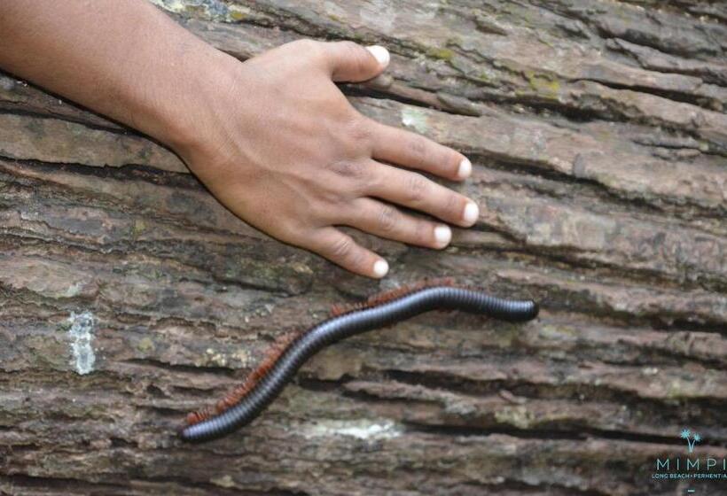 منتجع Mimpi Perhentian