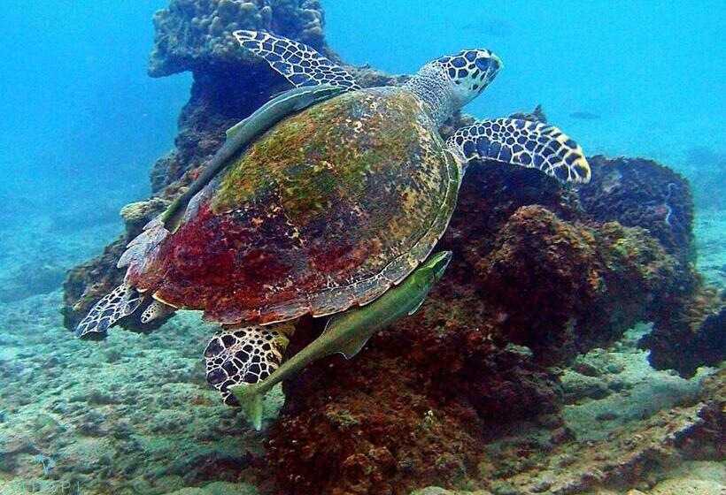 منتجع Mimpi Perhentian