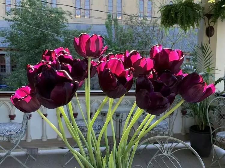 Hotelli Manoir Chamberland