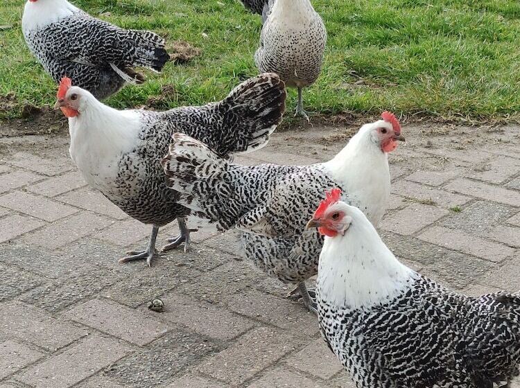 مبيت وإفطار Antonius Hoeve