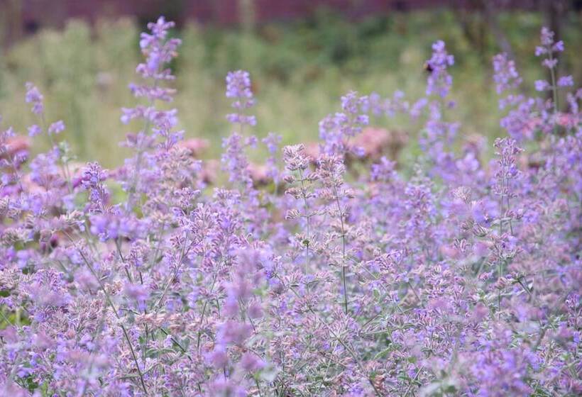 مبيت وإفطار Antonius Hoeve