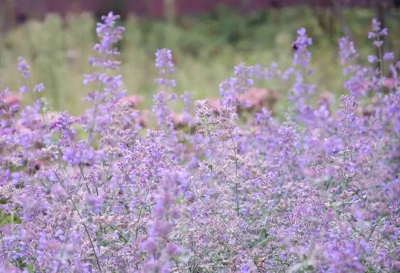 Aamiaismajoitus (B&B) Antonius Hoeve