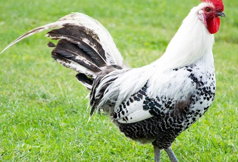 مبيت وإفطار Antonius Hoeve