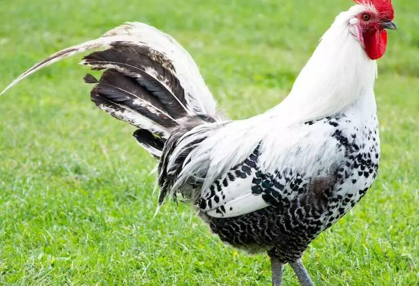 Aamiaismajoitus (B&B) Antonius Hoeve