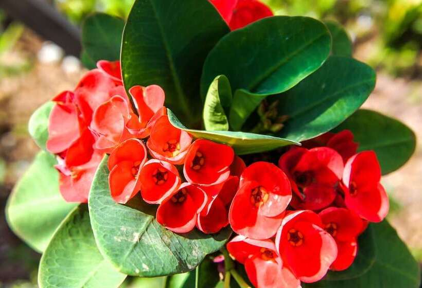 فندق Boreirom Teuk Chhou Resort