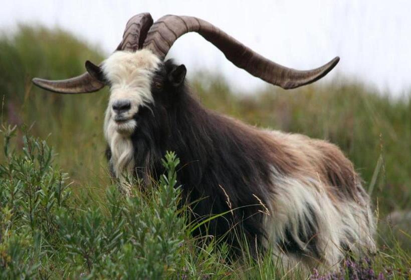 Bed and Breakfast Nevins Newfield Inn Ltd