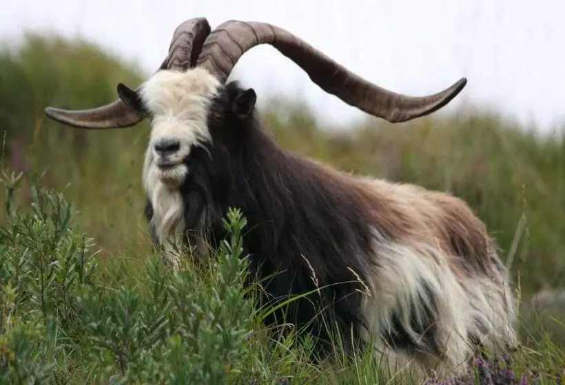 Aamiaismajoitus (B&B) Nevins Newfield Inn Ltd