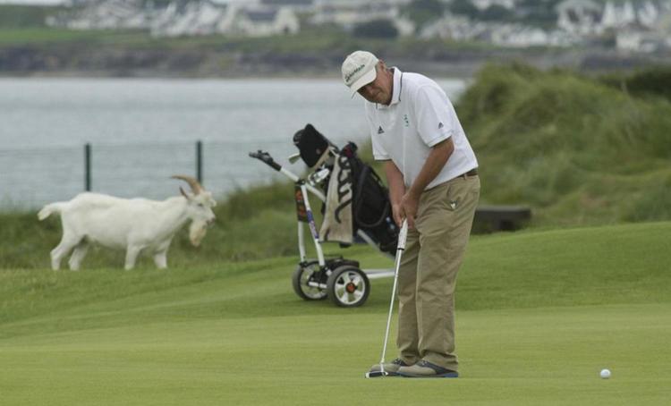 Bed and Breakfast Nevins Newfield Inn Ltd